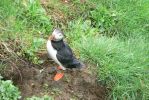 PICTURES/PUFFINS - Helmaey Island/t_PUFF (19).JPG